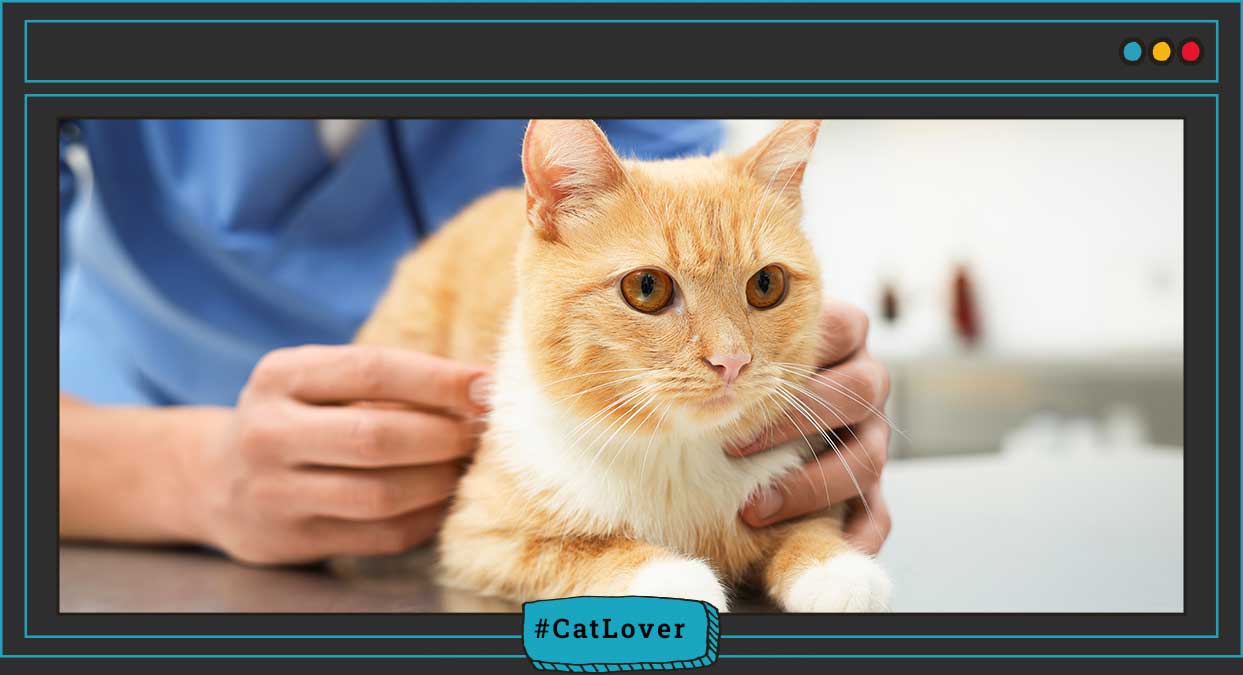  qué implica tener un gato en casa